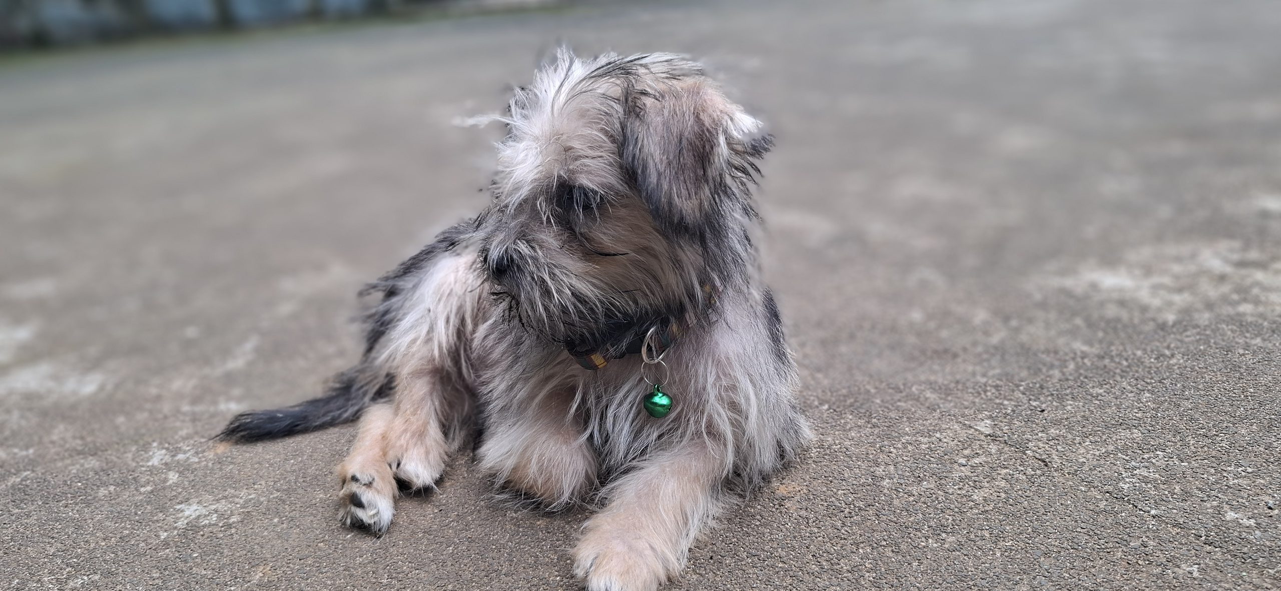 ShihTzu