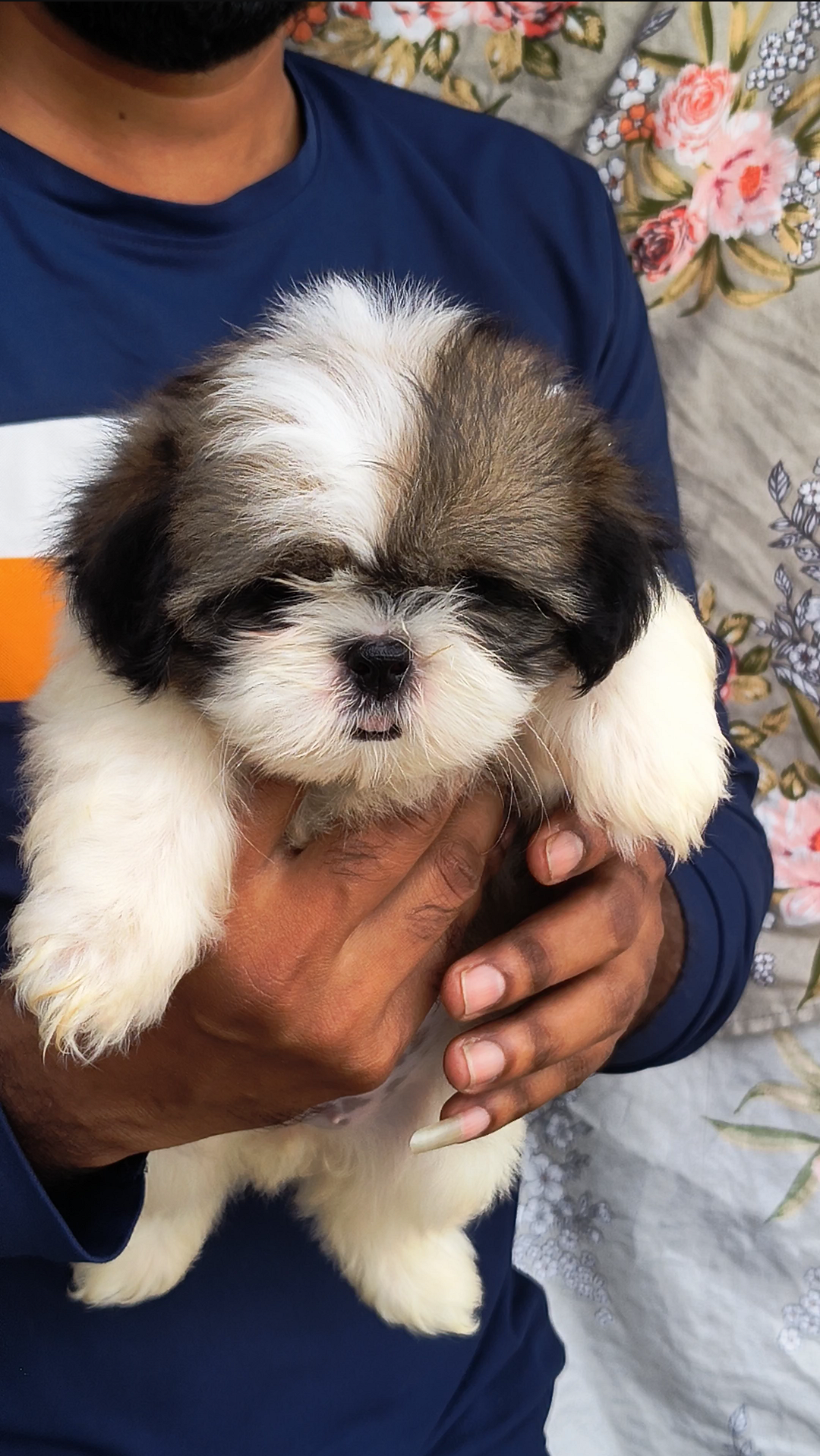 Shihtzu