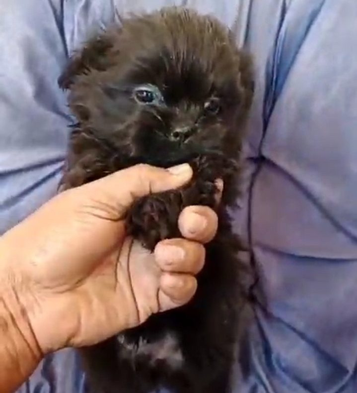 Shihtzu male and female available in Delhi Gurgaon 7082092005