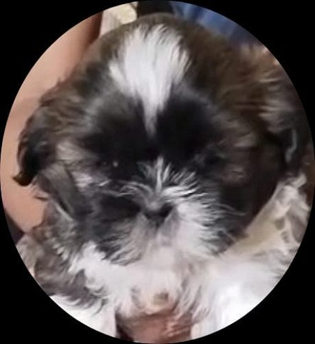 shihtzu Male and female puppy available in Delhi Gurgaon Location 8570830887