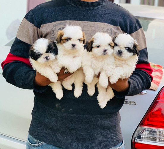 ShihTzu Puppies Available Here in Delhi Trust Kennel