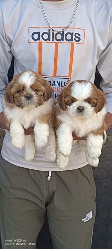 ShihTzu Puppies For Sale Delhi 9654249090