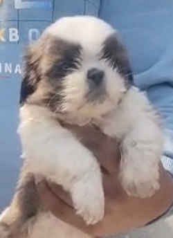 shihtzu puppies