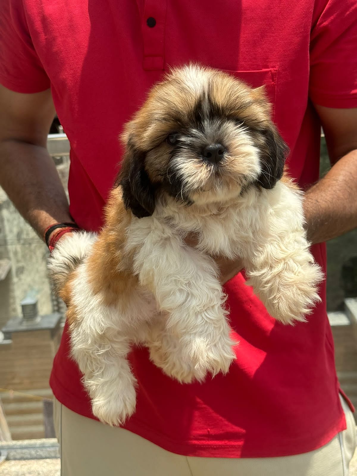 ShihTzu Puppies Ready For Sale Trust Kennel