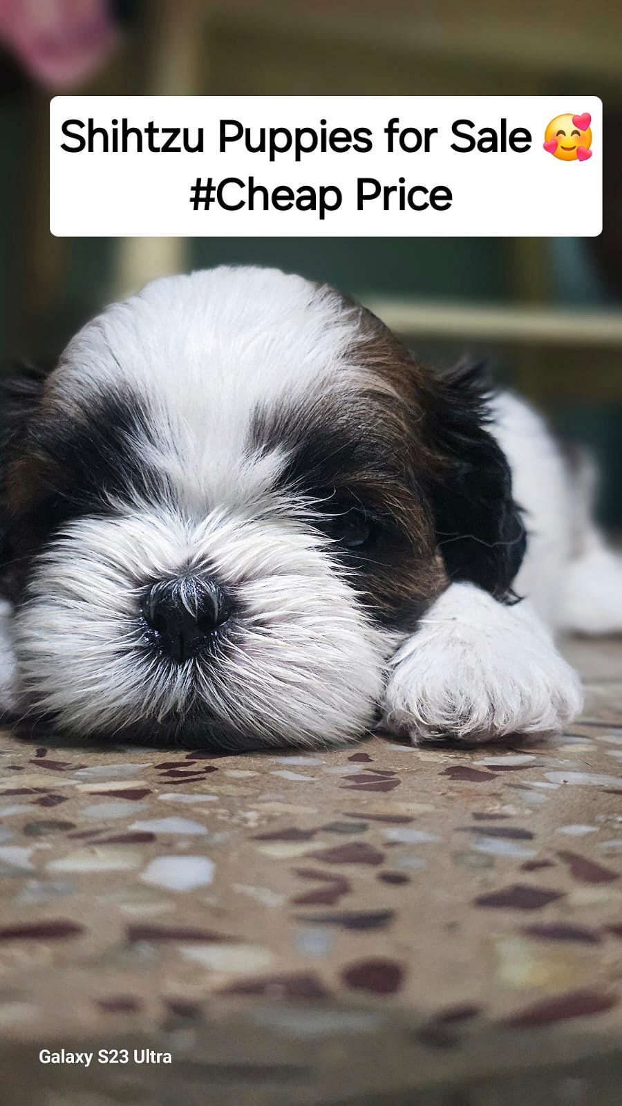 Shihtzu Puppy Available for Sale