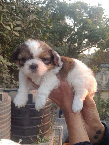 ShihTzu Pups Available 9654249090 Delhi