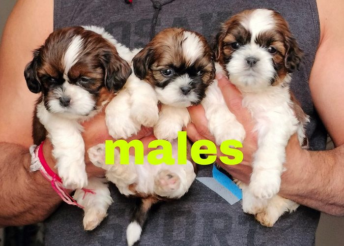 ShihTzu Pups Beautiful For Sale Delhi 9654249090