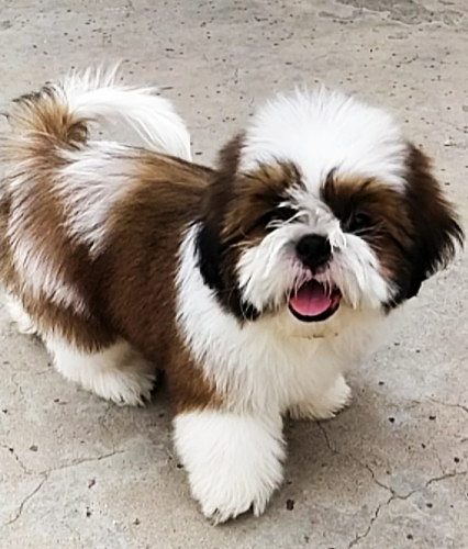 Shihztu puppies available