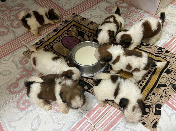 Shihztu puppies available