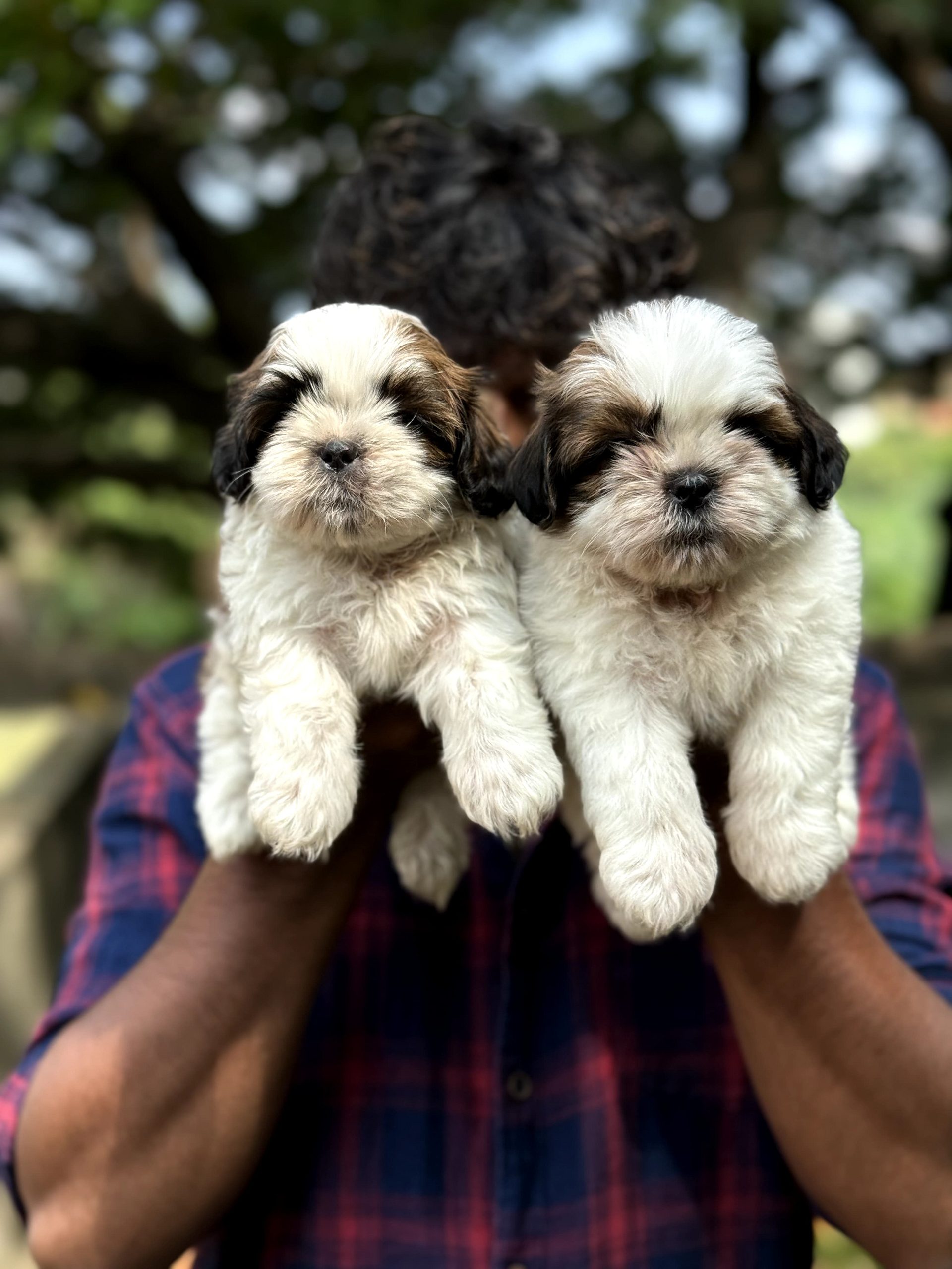 Shihztu puppies available in Chennai