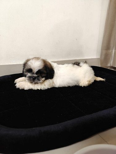 Shihztu puppies
