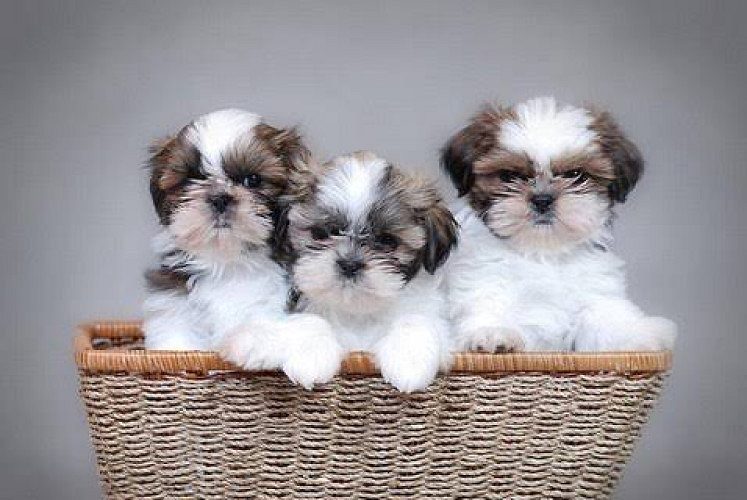 Shihztu puppies