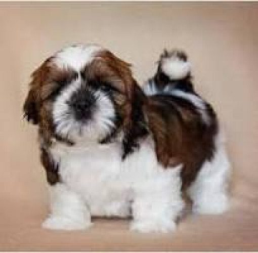 Shihztu puppies