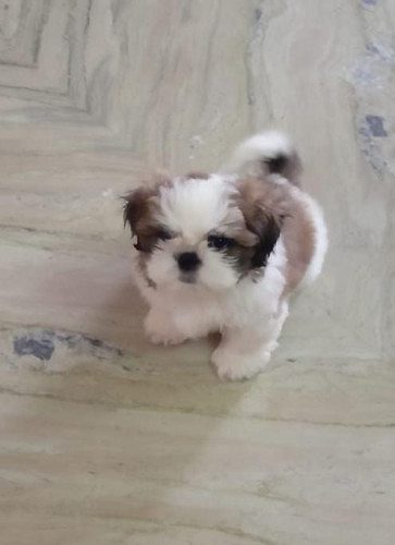 Shitzu