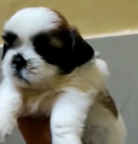 Shitzu male available in Delhi Gurgaon Noida location 8570830887