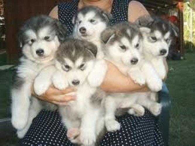 SHOW TOP QUALITY BLUE EYES SIBERIAN HUSKY PUPPIES
