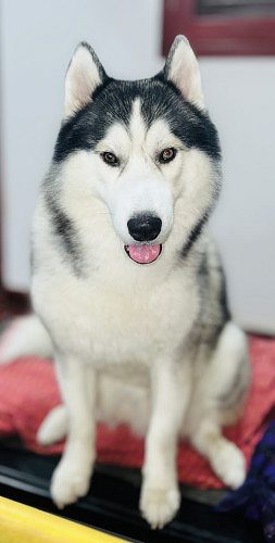 Siberian Husky Dog breed