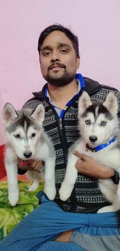 SIBERIAN HUSKY FOR SALE