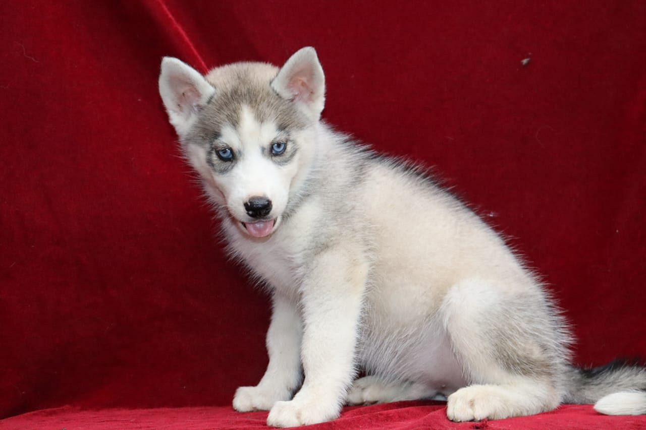 Siberian husky puppies for sale in Delhi