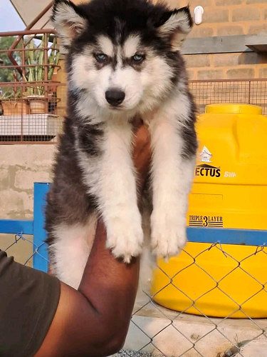 Siberian husky puppy available whsaap 9394723663