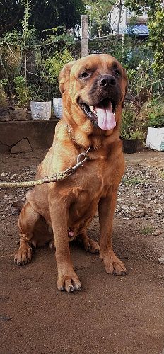 St weiler dog for sale