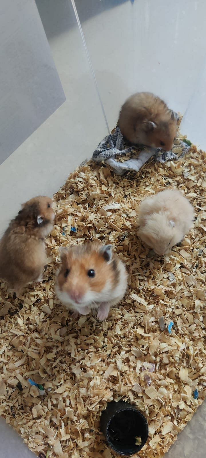 Syrian Hamster