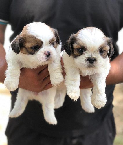 thailand import lineage shihtzu puppies available limited offer