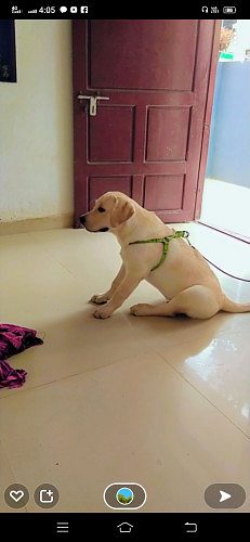 Three months Male Labrador puppy for sale