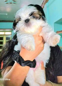 45 days Homebreed Shihtzu Puppies Available for Sale