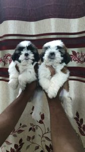 8754615589 compact size shihtzu puppies available in Chennai all breed puppy available