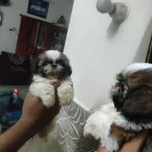 8754615589 lab , husky , shihtzu , puppy available