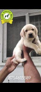 8754615589 lab puppy available in Chennai contact