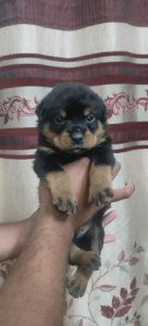 8754615589 rotwiller puppies available