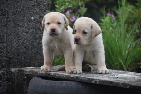 Adorabale labrador puppies available
