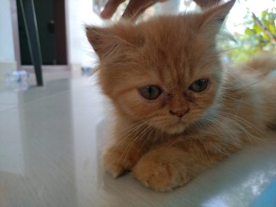 "Adorable Brown Persian Cat for Sale - Genuine Buyers Only