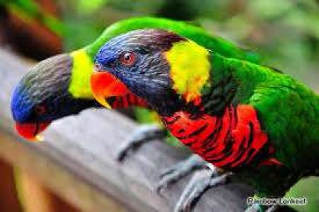 all taip lorry birdse