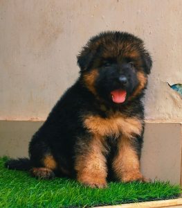 All types of dog and puppies available 6282260887