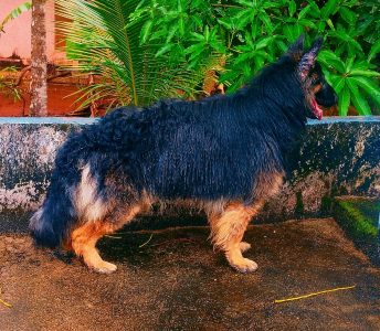 All types of puppies available