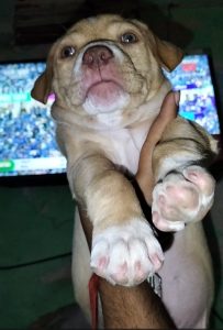 American bully available for sale