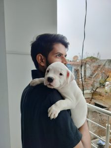 American bully female puppies good quality