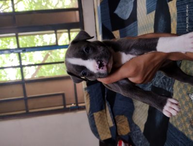 American Bully Female pocket size