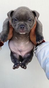 American Bully Puppies Available In Delhi Trust Kennel
