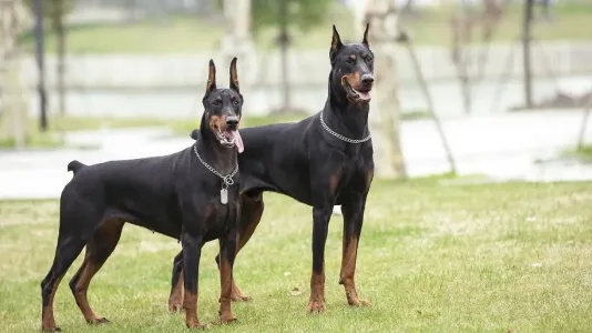 American Doberman
