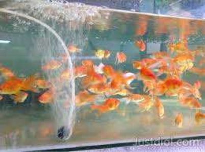 Arackal's golden aquarium shop