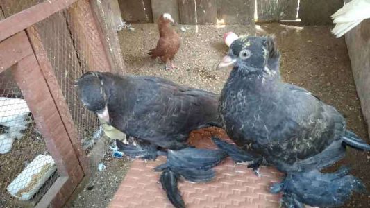 Australian black chicks 