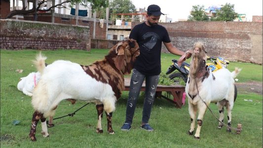 Bakra selling home delivery 🚚