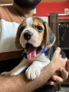 Beagle
