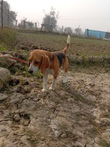 Beagle