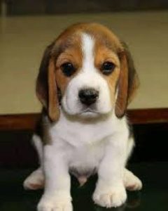Beagle female puppy