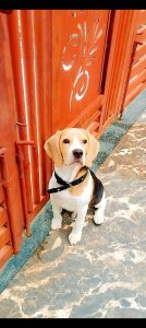 Beagle Male